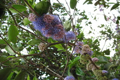 Memecylon umbellatum